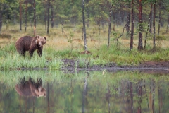 Brown Bear ~ Finland