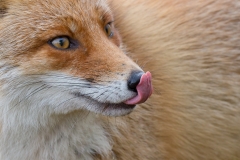 Red Fox ~ Netherlands