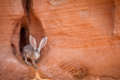Nevada Hare ~ Mohave Desert