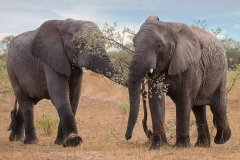 Elephants ~ Entabeni, South Africa