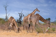 Giraffes ~Nysvley, South Africa
