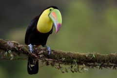 Keel Billed Toucan ~ Costa Rica