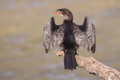 Reed Cormorant ~ South Africa