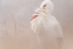 White Stork ~ Denmark