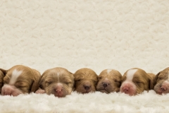 11 Cockerpoo Pups!